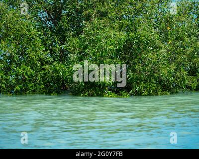 Mangrovenbaum umgeben von blauem Wasser an der Kimberly Coast Western Australia Stockfoto