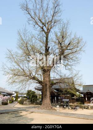 Tokushima, Japan - 2. April 2018: Frühling in Jizoji, Tempel Nummer 5 auf der Shikoku-Pilgerfahrt Stockfoto