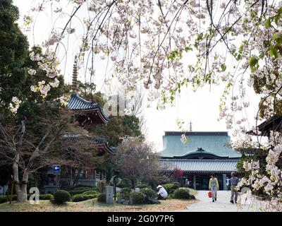 Tokushima, Japan - 2. April 2018: Frühling in Anrakuji, Tempel Nummer 6 der Shikoku-Wallfahrt Stockfoto