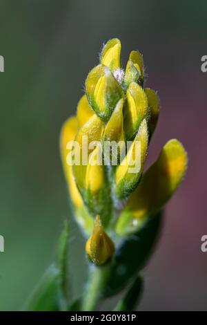 Genista tinctoria wächst im Wald, aus nächster Nähe Stockfoto