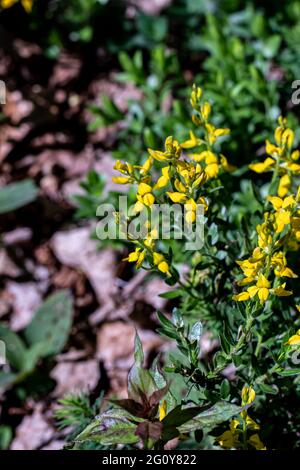 Genista tinctoria Busch wächst im Wald, aus nächster Nähe Stockfoto