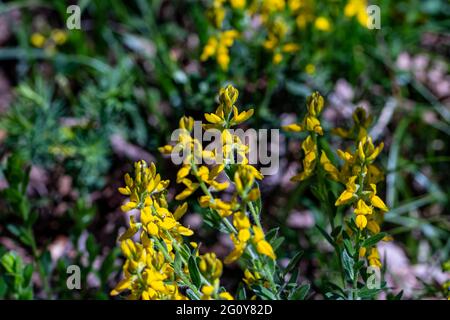 Genista tinctoria wächst im Wald Stockfoto