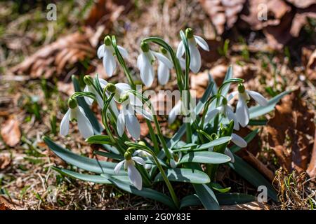 Frühling Schneeglöckchen im Feld, Nahaufnahme Stockfoto