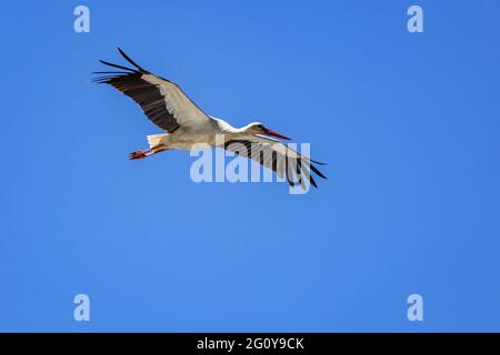 Weißer Storch mit schwarzen Flügeln und rotem Schnabel, der am blauen Himmel aufragt. Sonniger Frühlingstag. Stockfoto
