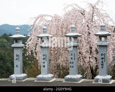 Tokushima, Japan - 3. April 2018: Buddhistische Steinlaternen und Kirschblüten in der Nähe von Shosanji, Tempel Nummer 12 der Shikoku-Wallfahrt Stockfoto