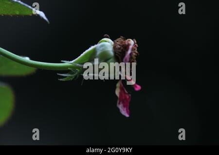 Toter, trockener Rosenblütenhintergrund. Eine Rose ist eine holzige, mehrjährige, blühende Pflanze der Gattung Rosa aus der Familie der Rosaceae oder der Blume, die sie trägt Stockfoto