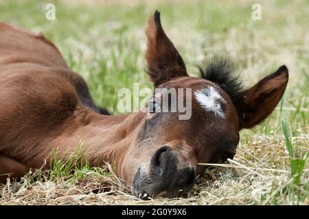 Das neugeborene Fohlen liegt auf der Weide. Nahaufnahme eines braunen Pferdes, das sich auf dem Feld entspannt Stockfoto