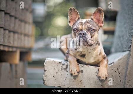 Schöne Merle gefärbte französische Bulldogge mit großen gelben Augen Stockfoto