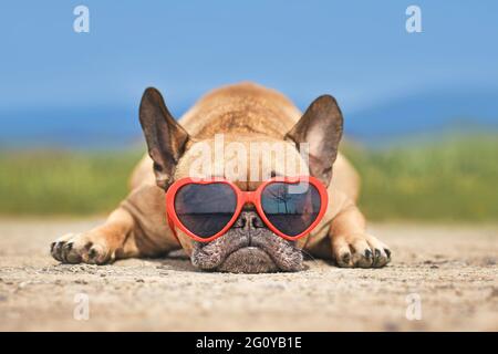 Schöne französische Bulldogge trägt im Sommer eine rote herzförmige Sonnenbrille Stockfoto