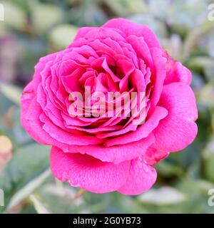 Stephen's Big Purple Mauve Blend Hybrid Tea Rose in Bloom. San Jose Municipal Rose Garden, San Jose, Kalifornien, USA. Stockfoto