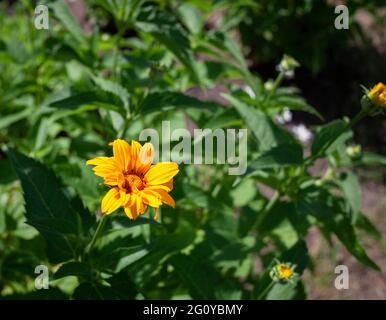 Leuchtend gelbe Heliopsis-Blüten auf grünem Hintergrund. Falsche Sonnenblume. Nahaufnahme der gelben Blütenblume auf dem grünen Stiel Stockfoto