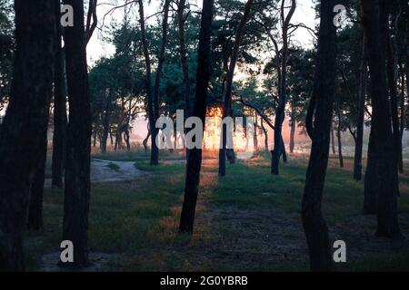Kiefernwald mit der letzten Sonne, die durch die Bäume scheint. Blick auf den Sonnenaufgang im Morgenwald. Sonnenuntergang im Wald. Selektiver Fokus auf einen Baum Stockfoto