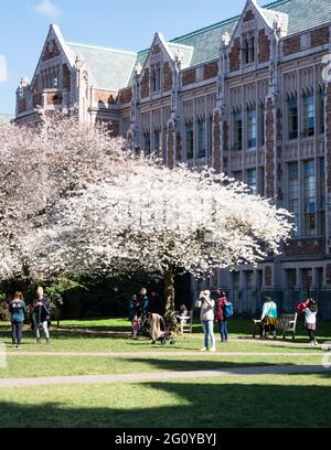 Seattle, USA - 20. März 2018: Kirschbäume in voller Blüte auf dem Campus der University of Washington Stockfoto