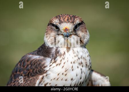 Nahaufnahme eines Falken, Falco cherrug, während er nach vorne auf die Kamera starrt. Es hat noch Reste von Nahrung auf seinem Schnabel Stockfoto