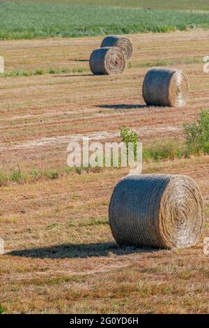 Vertikale Draufsicht auf große Heuballen in einem trockenen Grasfeld in der Sommersaison in der Toskana, Italien, Europa Stockfoto