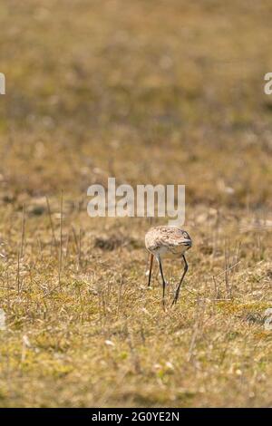 Männlicher Schwarzschwanz-Godwit, der auf Gras und Schilf steht. Auf der Suche nach Nahrung beim Gehen, goldene Farben Stockfoto