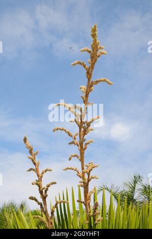 Petticoat Palm Stockfoto