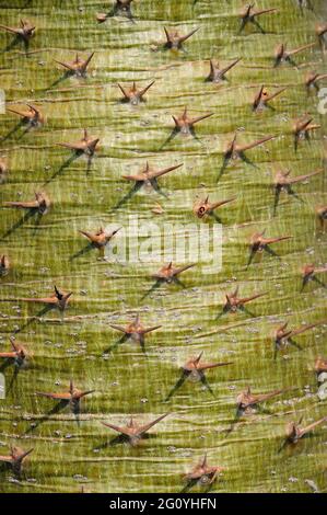 Rinde einer Madagaskar-Palme (Pachypodium lamerei) Stockfoto