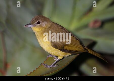 Gelbbauchbülbül / Gelbbauchgrünbul / Chlorocichla flaviventris flaviventris Stockfoto