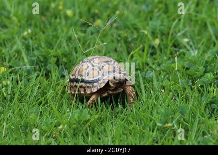 Kleine Schildkröte im Gras. Stockfoto