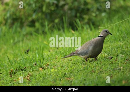 Ringhalsige Taube, die auf dem Gras steht. Stockfoto