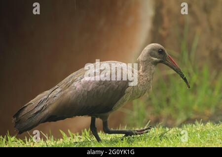Hadeda steht im Gras. Stockfoto