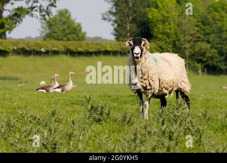 Foto von Schafen, die im Sommer auf einer Wiese grasen Stockfoto