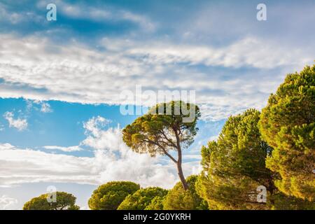 Zirbe im Wald an einem hellen Tag, Südküste der Türkei im Mittelmeer. Pinus pinea wird auch als Regenschirmkiefer bekannt. Stockfoto