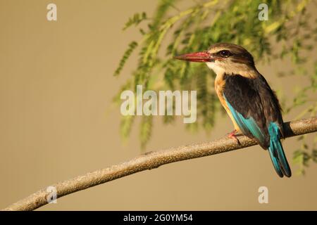 Brauner Eisvögel mit Kapuze auf einem Ast. Stockfoto