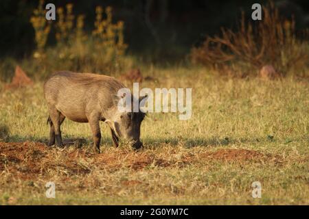 Warthog steht auf dem Gras. Stockfoto