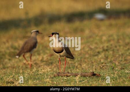 Ein Paar krönte das Stehen des Kiebitz-Plünderers auf dem Gras. Stockfoto