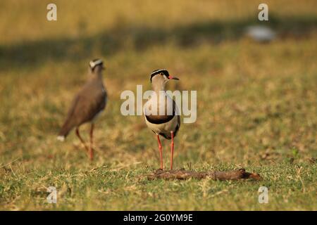 Ein Paar krönte das Stehen des Kiebitz-Plünderers auf dem Gras. Stockfoto