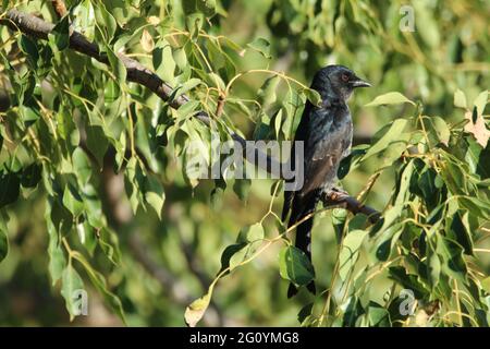 Gabelschwanz-Drongo, der auf einem Ast thront. Stockfoto