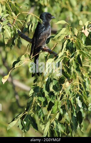 Gabelschwanz-Drongo, der auf einem Ast thront. Stockfoto