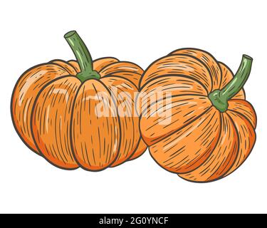 Zwei Kürbisse, Vektor. Saisonales Gemüse im Herbst. Der Kürbis ist rund und orange. Handzeichnung. Herbst traditionelle Früchte. Stock Vektor