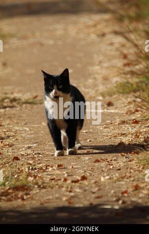 Katze läuft in einem Gehweg. Stockfoto