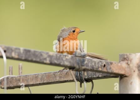 Robin auf einem Vogelfutterhäuschen, High Batts, North Yorksire Stockfoto