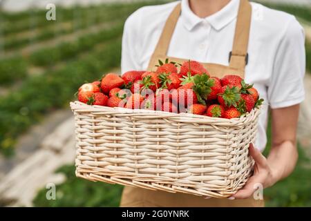 Nahaufnahme eines Korbkorbes voller frischer, reifer Erdbeeren, die die junge Frau in den Händen halten. Gärtnerin im Vorfeld, die im Gewächshaus saisonale Früchte anbaut. Stockfoto