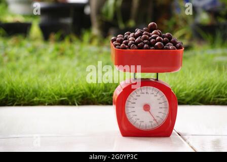 Robusta-Kaffee aus roter Kirsche auf roter Skala Stockfoto