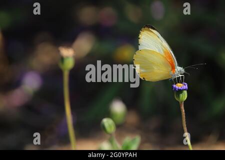 Schmetterling auf einer Blüte sitzen. Stockfoto