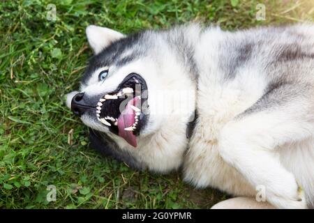 Der Husky-Hund liegt zufrieden auf dem Gras, seine Zunge hängt heraus, sein Mund ist offen und lächelt. Glücklich und zufrieden Haustier, Tiergesundheit, veterinar Stockfoto