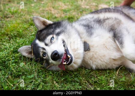 Der Husky-Hund liegt zufrieden auf dem Gras, seine Zunge hängt heraus, sein Mund ist offen und lächelt. Glücklich und zufrieden Haustier, Tiergesundheit, veterinar Stockfoto