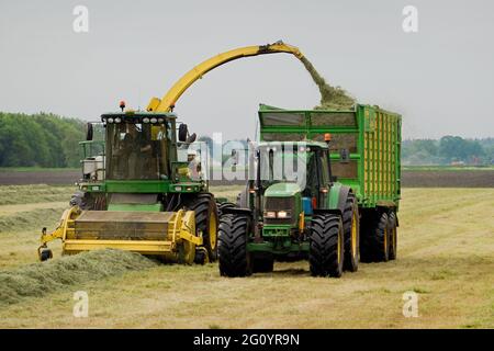 Gras ernten, zwei Traktoren arbeiten, ein Mähdrescher schleppen und Heu für Silage im Anhänger sammeln Stockfoto