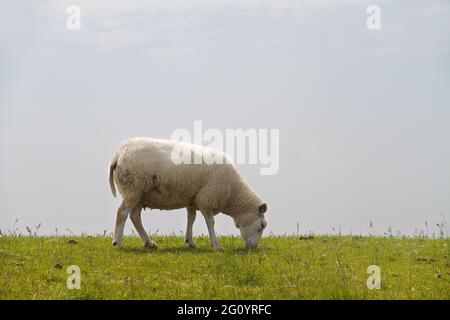 Schafe der niederländischen Rasse Texel Schafe auf dem grünen Hang eines Deiches unter einem blauen Himmel Stockfoto