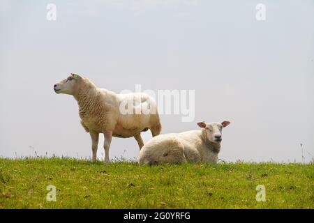 Zwei Schafe, der niederländischen Rasse Texel Schafe, auf dem grünen Hang eines Deiches unter einem blauen Himmel Stockfoto