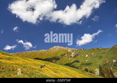 Zwei Wanderer wandern auf einer Wiese mit gelben Blumen in den Frühlingsbergen mit Schnee in Kasachstan. Outdoor- und Wanderkonzept Stockfoto