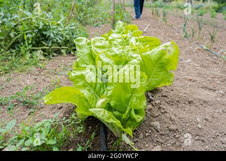 Blick auf Feld mit grünem Mangold gepflanzt.Bio-Gemüse mit Schnecken Löcher von Schädlingen im Garten gefressen.gesunde Ernährung Konzept. Stockfoto