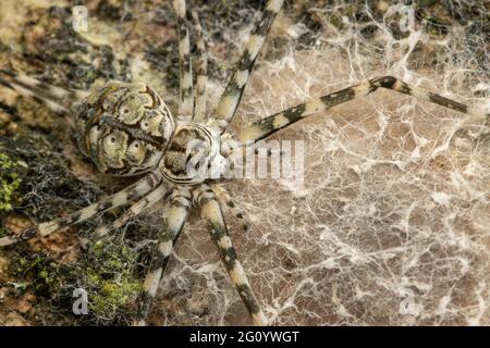 Gewöhnliche Zweischwanzspinne auf der Baumstamm-Spinne, Hersiliidae und Eiersäcke auf Baumrindenlebensraum. Stockfoto