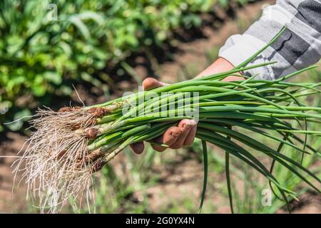 Frische grüne Zwiebel, schmutziges Gemüse frisch aus Bio-Garten geerntet Stockfoto