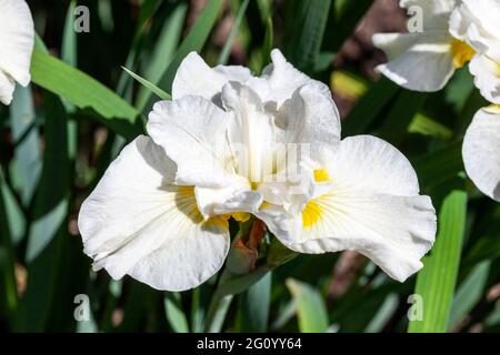 Iris sibirica 'Silver Queen' eine Sommer blühende Pflanze mit einer weißen Sommerblüte, die allgemein als sibirische Flagge bekannt ist, Stockfoto Stockfoto